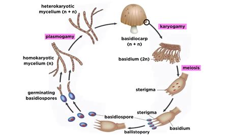Basidiomycota Part 2 The Mushroom Life Cycle Youtube