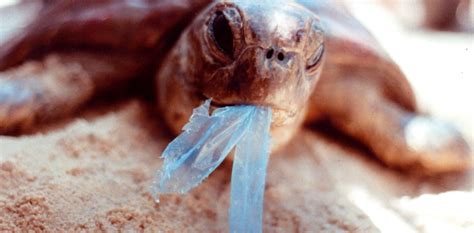 Ghostnets Fish On Marine Rubbish Threatens Northern Australian Turtles