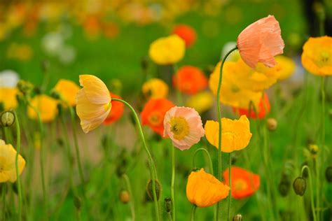 Iceland Poppy Plant Tips For Growing Iceland Poppies
