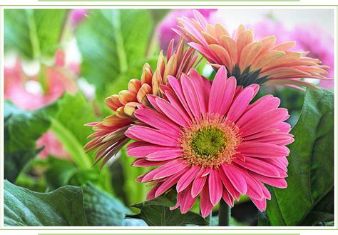 Gerbera Wit Gerbera Jamesonii Majorette Bright White Dark Eye Gerbera