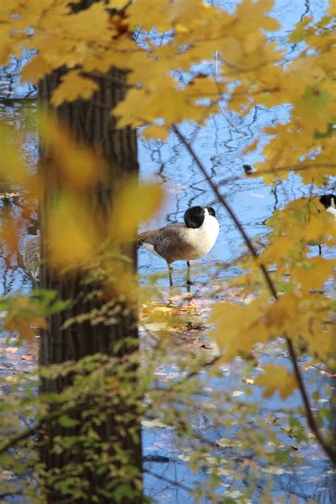 A Glimpse Of A Goose Through The Trees Smithsonian Photo Contest