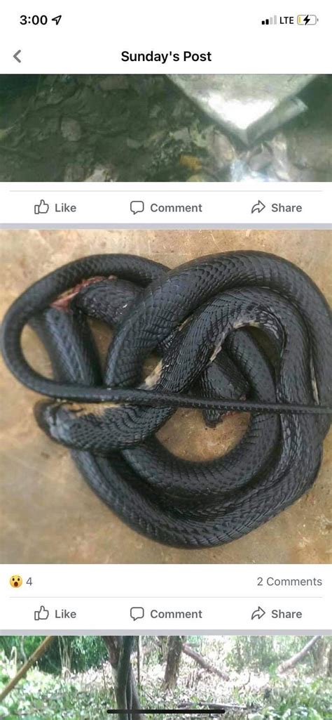 Any Thoughts Nigeria Africa Rwhatsthissnake