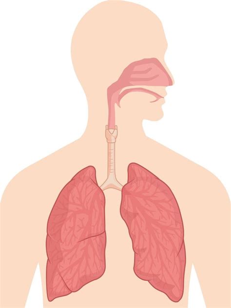 Desenho Vetorial De Diagrama De Anatomia De órgão Respiratório Sistema