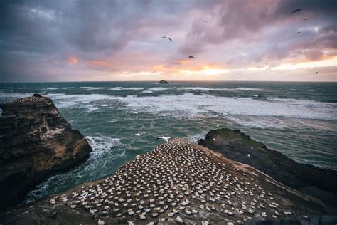 A Stunning Sunset At The Muriwai Gannet Colony Young Adventuress