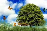 Nature Background Free Stock Photo - Public Domain Pictures