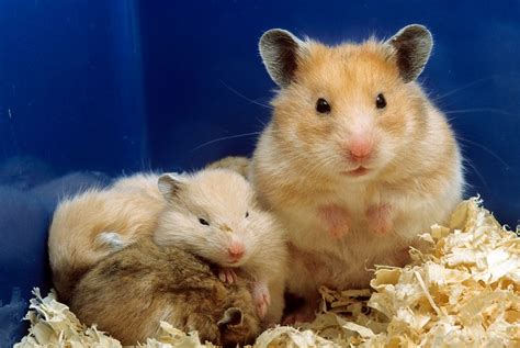 Where Do Hamsters Live In The Wild News News Metro News