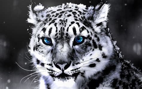 White Tigers With Blue Eyes Wallpaper