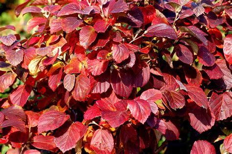 12 Great Shrubs And Vines For Fall Color