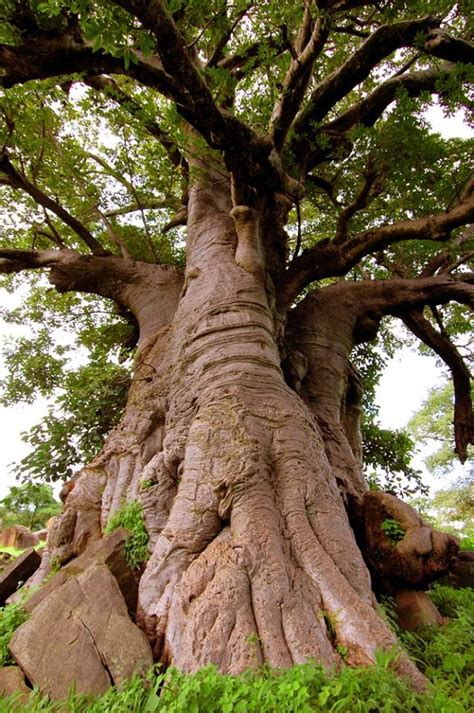 6000 Year Old Baobab Tree In Senegal Africa Baobab Tree Tree Lion Sculpture