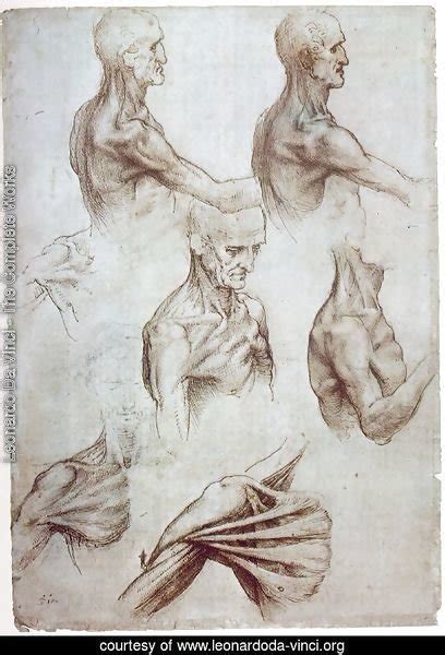 Leonardo Da Vinci The Complete Works Muscles Of The Neck And