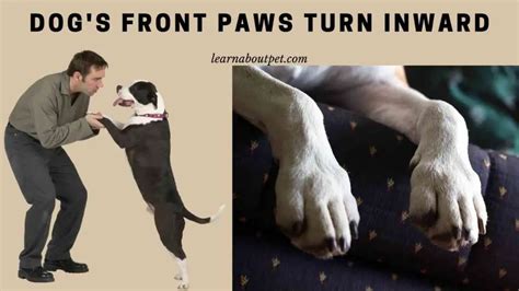 Dogs Front Paws Turn Inward 3 Clear Treatment Options