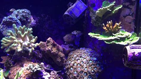 150 Gallon Mixed Reef Tank Youtube