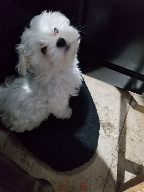 Browse thru our id verified puppy for sale listings to find your perfect puppy in your area. Maltese Puppies For Sale | Longview, TX #326506 | Petzlover