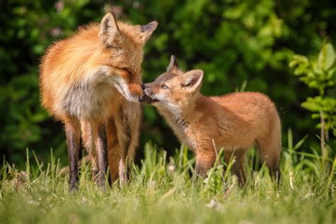 Fox Behavior All Things Foxes Behavior And Habits