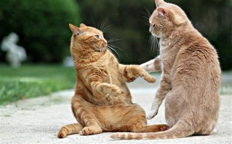 erek erek kucing berantem