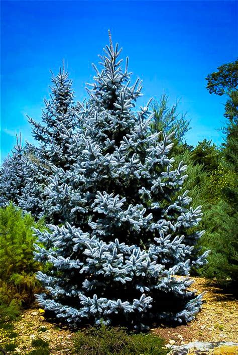 Hoopsii Blue Spruce Picea Pungens ‘hoopsii Blue Spruce Tree