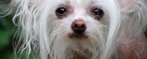 Chinese Crested Dogs Can Get Acne The Fact Base