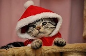 《超好笑聖誕貓》可愛又好笑的新版聖誕貓裝登場 | 宅宅新聞