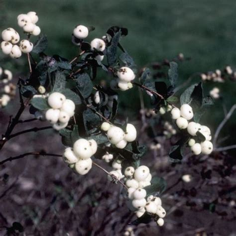 White Snowberry Flowers That Attract Hummingbirds Shade Loving