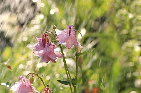 Summer Rain In The Garden And Peonies With Drops On The Bokeh