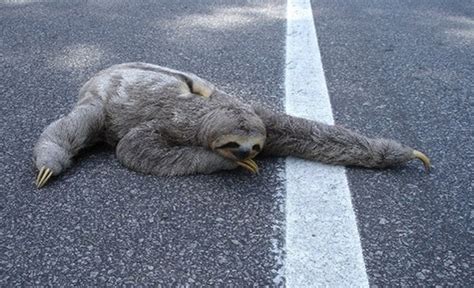 Hero Teen Runs Into Traffic To Save Sloth Empire News