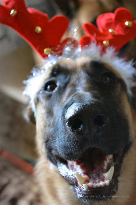 The 8 Things You Want For Christmas From Your Dog