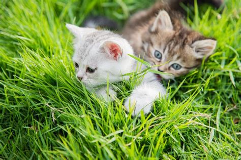 Two Kittens Playing Stock Image Image Of Persia Light 57298459