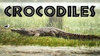 All About Crocodiles for Kids: Crocodiles of the World for Children ...