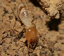 臺灣土白蟻(黑翅土白蟻) | 基隆生物多樣性資料庫