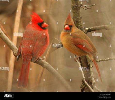 Male And Female Northern Cardinal Cardinalis Cardinalis Or Redbird