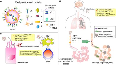 Frontiers Contribution Of Cytokines To Tissue Damage During Human Respiratory Syncytial Virus