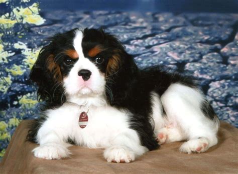 Gorgeous Tricolor Cavalier Puppy King Charles Cavalier Spaniel Puppy