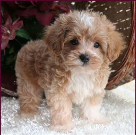 Maltipoo Puppy 4 Sale Maltepoo Maltese Poodle Puppies Iowa