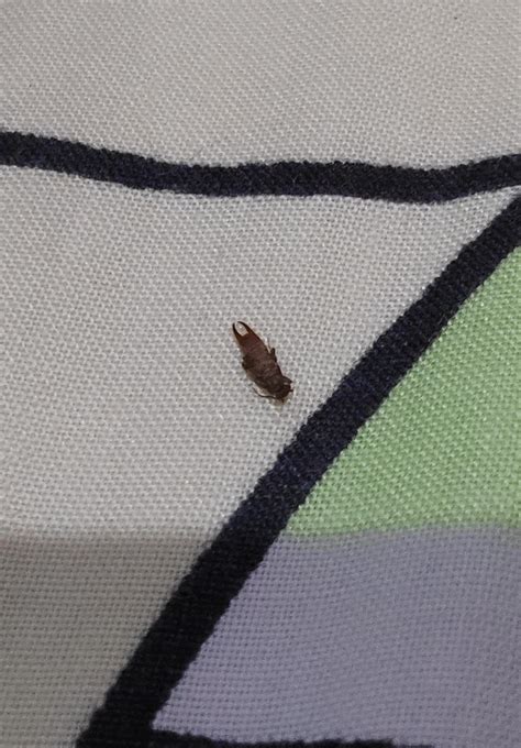 What Is This Bug My So Found It On Our Bed Whatsthisbug