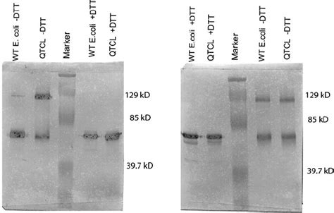 Disulfide Bridge Formation A Nonreducing 10 Sds Page Gel Followed By