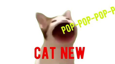 Free and fast worldwide shipping. pop cat new sound, new memes - YouTube