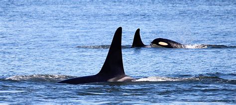 Pipeline Expansion Worries Some On Behalf Of Southern Resident Orcas