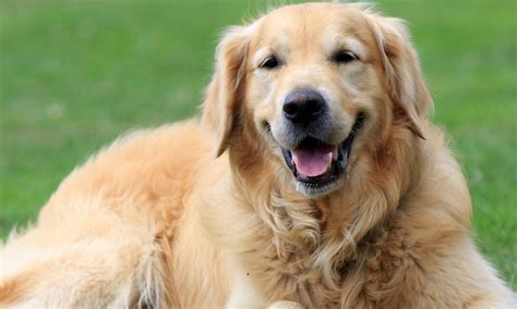 The Top 10 Smartest Dog Breeds The Dogington Post