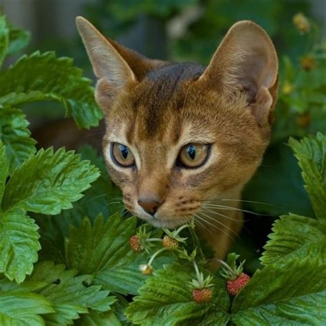 Top 10 Friendliest Cat Breeds Purrfect Love Abyssinian Cats Cat