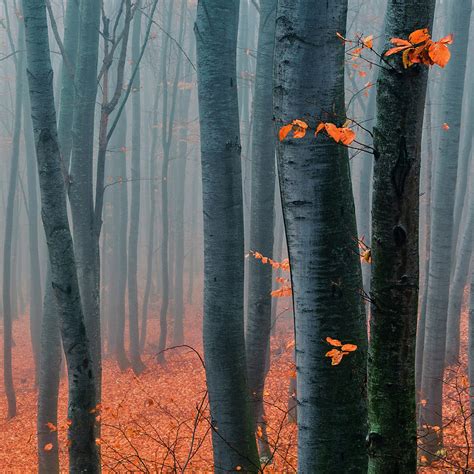 Orange Wood Photograph By Evgeni Dinev