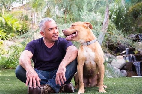 Cesar Millans 5 Important Commands To Teach Your Dog Spot Pet
