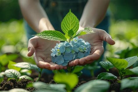 Quand Planter Des Hortensias En Pleine Terre