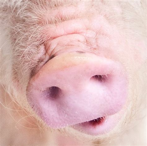 Pinky Nose Animal Noses Pet Pigs Pig Nose