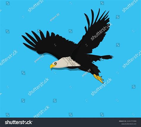 Bald Eagle Swoop Attack Hand Draw Stock Vector Royalty Free