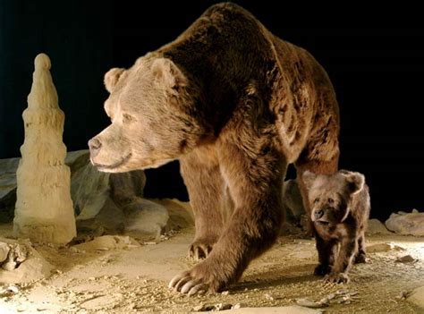 Cave Bear Ursus Spelaeus