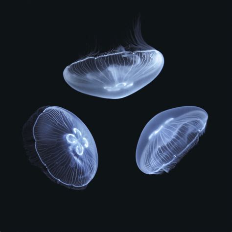 3 Small Moon Jellyfish — Sunset Marine Labs Live Jellyfish And Aquariums