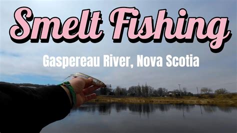 Smelt Fishing At Gaspereau River Nova Scotia YouTube