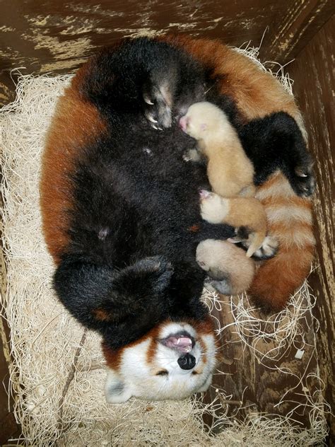 Greenville Zoo Announces Birth Of Red Panda Cubs Greenville Journal