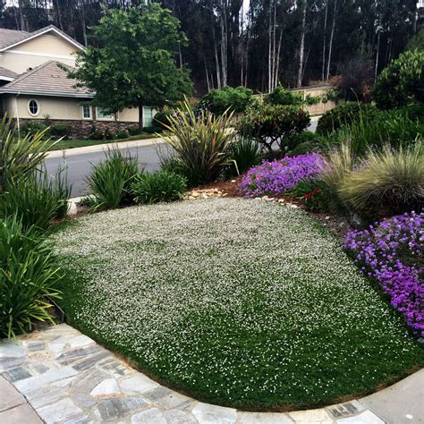 Angelina Chirnside Best Flowering Ground Cover For Southern California