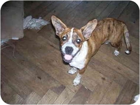How big are heeler puppies? Millerton, PA - Boxer. Meet Boxer heeler 3 a Pet for Adoption.